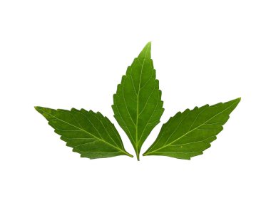 Beyaz arka planda yeşil yapraklar var. Java çayı ya da kedi bıyığı yapraklarını kapat.