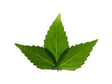 Beyaz arka planda yeşil yapraklar var. Java çayı ya da kedi bıyığı yapraklarını kapat.