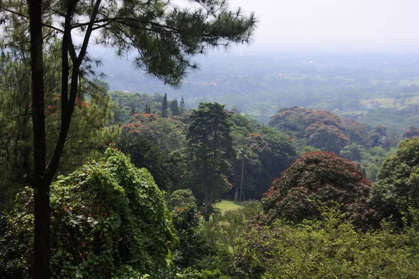 印度尼西亚西爪哇茂物的雾蒙蒙的早晨 — 图库照片