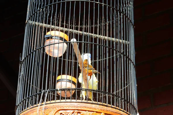 Gelber Kanarienvogel Käfig Haustiere Käfigen Fotos — Stockfoto