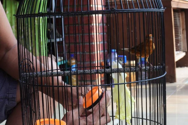 yellow canary in a cage. pets in cages photos.