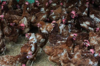 hundreds of chickens with reddish feathers in the coop. livestock industry.