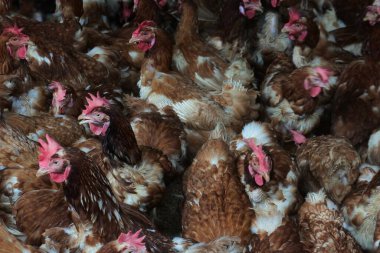 hundreds of chickens with reddish feathers in the coop. livestock industry.