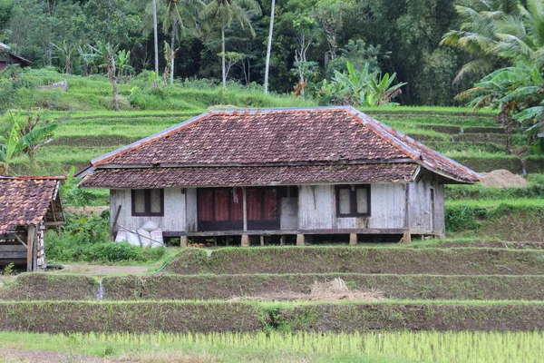 Kilátás Hagyományos Ház Falu Sukabumi Nyugat Jáva Indonézia — Stock Fotó