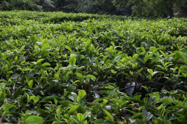 Çayın üzerindeki taze yeşil çay yaprakları yakından geliyor. Sukabumi, Endonezya 'daki çay tarlaları. Tepedeki yeşil çay tarlası manzaralı dağ manzaralı..