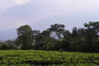 Çayın üzerindeki taze yeşil çay yaprakları yakından geliyor. Sukabumi, Endonezya 'daki çay tarlaları. Tepedeki yeşil çay tarlası manzaralı dağ manzaralı..