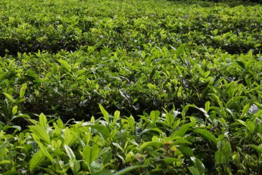 Çayın üzerindeki taze yeşil çay yaprakları yakından geliyor. Sukabumi, Endonezya 'daki çay tarlaları. Tepedeki yeşil çay tarlası manzaralı dağ manzaralı..