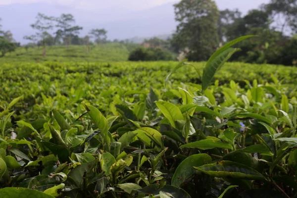 Young green fresh tea leaves on the tea bush close up. tea plantations in Sukabumi, Indonesia. view green tea terrace farm on the hill with mountain landscape.