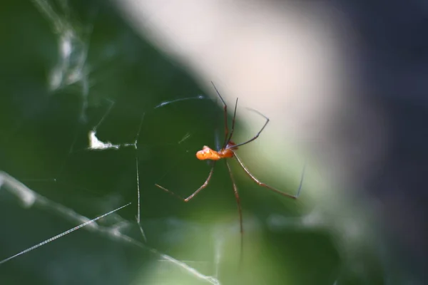 Oranje Spin Insecten Bladeren Spinneninsect Het Web — Stockfoto