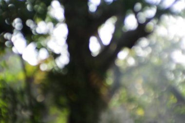 Bulanık ışık huzmesi ağaçların ve yaprakların arasından geçiyor.