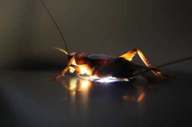 Cırcır böcekleri cep telefonu ekranının üzerinde. Küçük ev böcekleri.