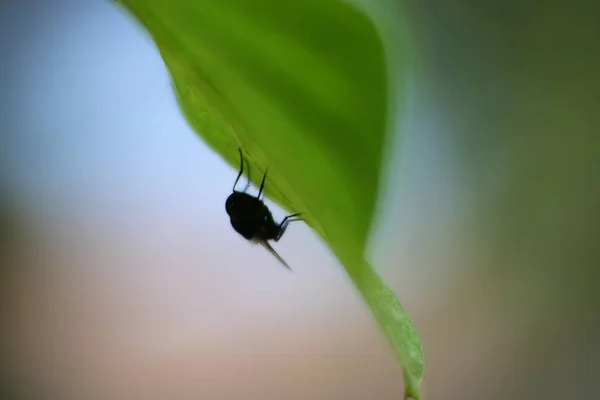 Kara Sinek Yaprakların Altında Böcekler Doğada — Stok fotoğraf