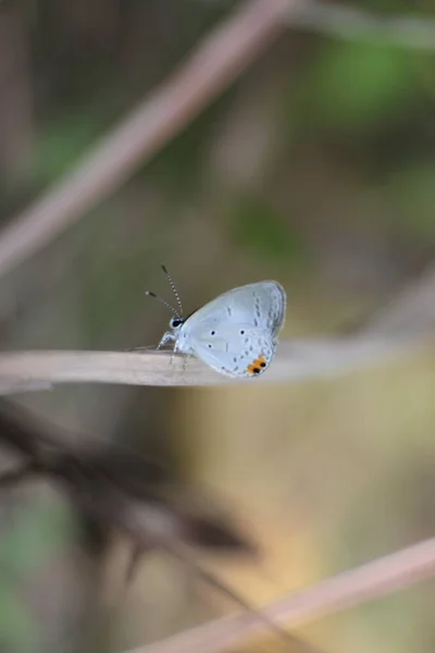 Dziki Biały Motyl Siedzący Trawie Zbliżenie Ujęcie Makro — Zdjęcie stockowe