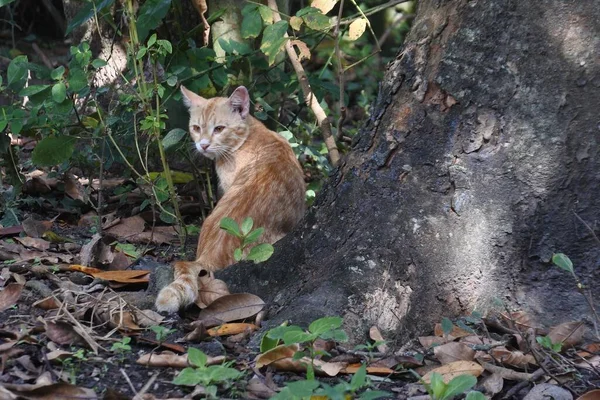 Yerde Sevimli Küçük Bir Kedi Keskin Gözleri Var — Stok fotoğraf