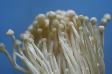 Porcini mantarı yakın çekim. Biyolojik mantar çerçeveleri. Taze enoki mantarları.