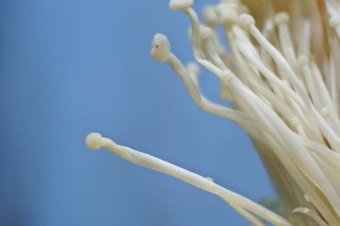 Porcini mantarı yakın çekim. Biyolojik mantar çerçeveleri. Taze enoki mantarları.