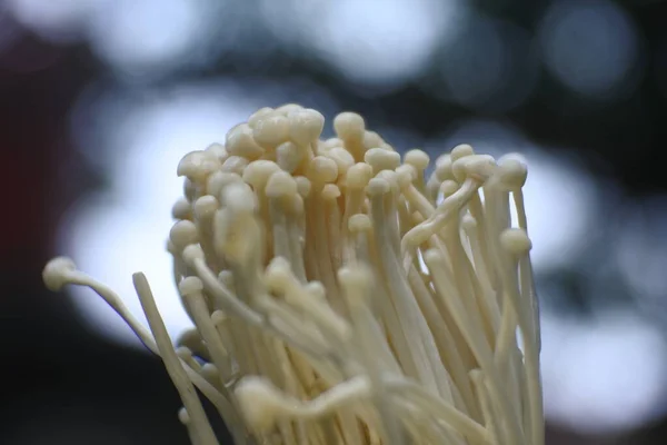 Egy Közeli Felvétel Porcini Gombáról Biológiai Gombák Keretei Friss Enoki — Stock Fotó