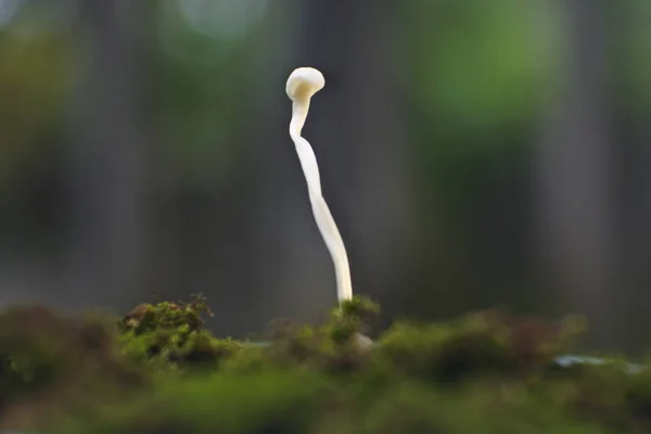 Close Porcini Mushrooms Frames Biological Mushrooms Fresh Enoki Mushrooms — Stock Photo, Image