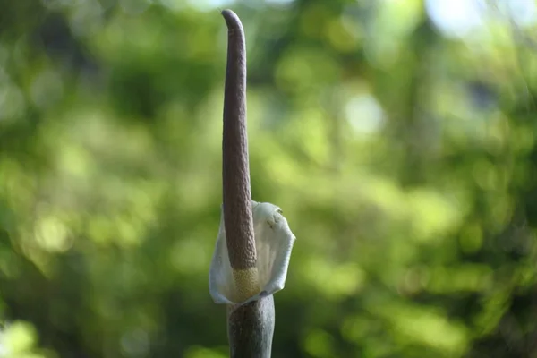 가까이 Amorphophallus Muelleri Blume — 스톡 사진