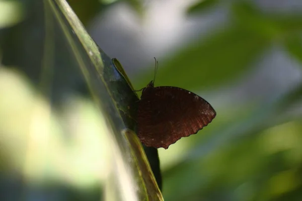 Καφέ Πεταλούδα Σκαρφαλωμένη Στα Φύλλα Έναν Άγριο Κήπο — Φωτογραφία Αρχείου