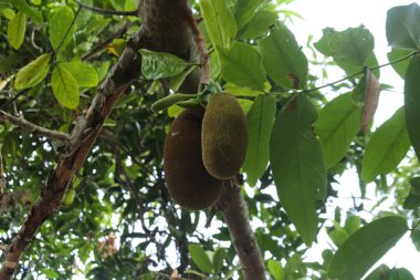 Tarım kavramı, tropikal meyveler. Jackfruit fotoğraf koleksiyonu.