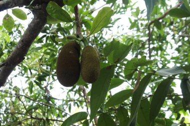 Tarım kavramı, tropikal meyveler. Jackfruit fotoğraf koleksiyonu.