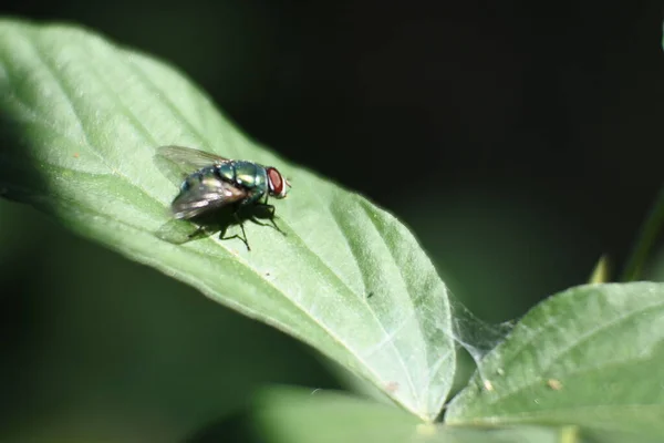 Svart Fluga Insekt Löv Insekter Med Blanka Kroppar — Stockfoto