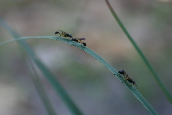 Černá Moucha Záběry Hmyzu Listí Hmyz Lesklými Těly — Stock fotografie