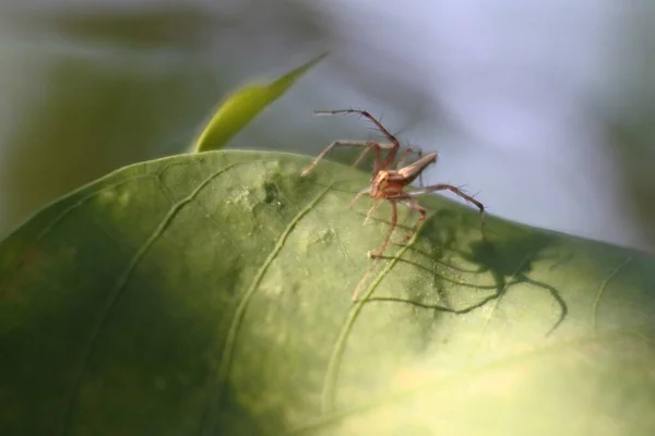 Kara Sinek Yapraklardaki Böcek Görüntüleri Parlak Vücutlu Böcekler Örümcek — Stok fotoğraf