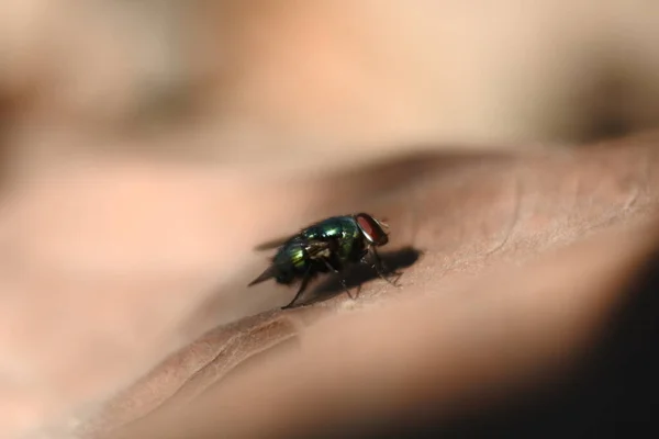 Black Fly Insect Footage Leaves Insects Shiny Bodies — Stock Photo, Image