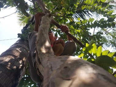 Ağaçlara tırmanmayı seven biri, Blora, Central Java, Endonezya, 02 Eylül 2022