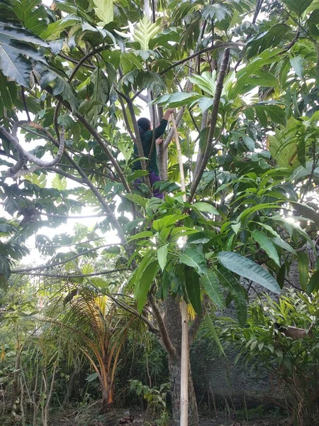 Ağaçlara Tırmanmayı Seven Biri Blora Central Java Endonezya Eylül 2022 — Stok fotoğraf