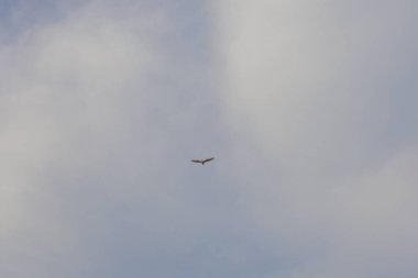 Mavi gökyüzünde uçak uçuşu