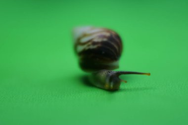 Yeşil arka planda sürünen salyangoz. Gastropod yumuşakçasını kapat.