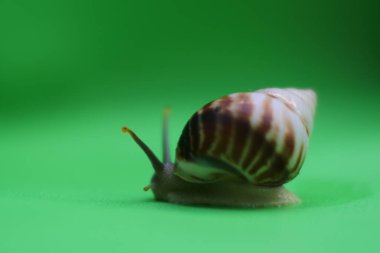 Yeşil arka planda sürünen salyangoz. Gastropod yumuşakçasını kapat.