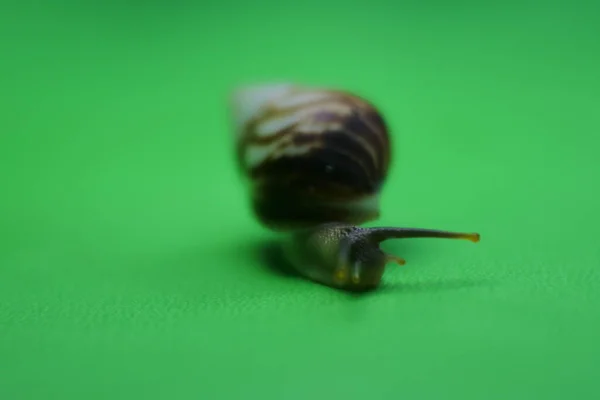 Snail Crawling Green Background Close Gastropod Mollusk — Stock Photo, Image