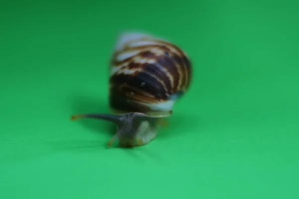 蜗牛在绿色背景上爬行 — 图库照片