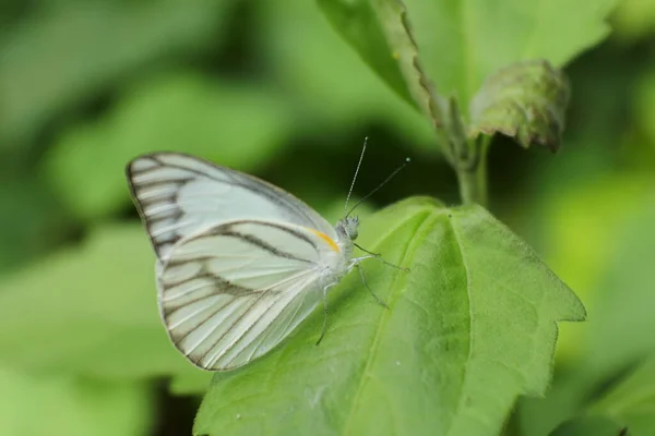 Beyaz Kelebek Issız Bir Yerde Yaprakların Üzerine Tünemiş — Stok fotoğraf