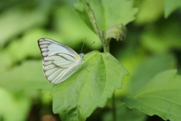 Beyaz Kelebek Issız Bir Yerde Yaprakların Üzerine Tünemiş — Stok fotoğraf