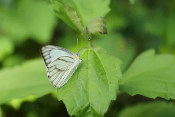 Witte Vlinder Zittend Bladeren Een Wildernis — Stockfoto