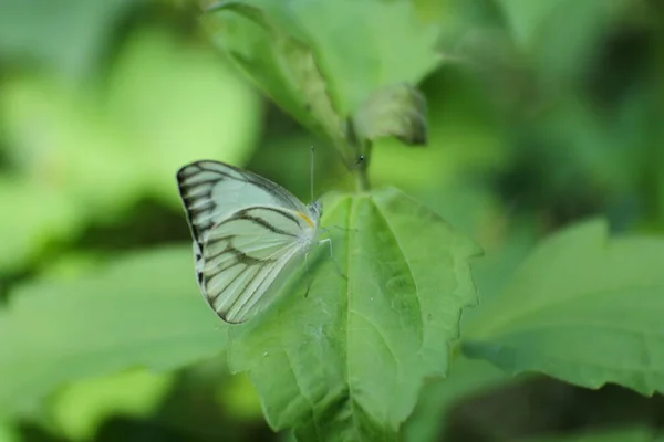 Witte Vlinder Zittend Bladeren Een Wildernis — Stockfoto