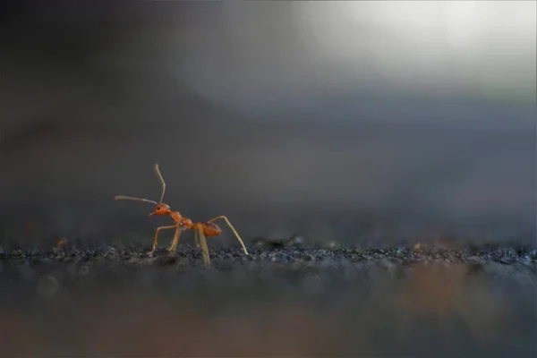 Červení Mravenci Zahradě — Stock fotografie