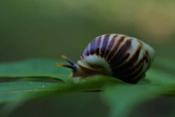 Snail Glides Wet Leaves Large Mollusk Snail Brown Striped Shell — Stock Photo, Image
