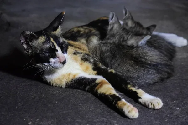 Kedi Yavrularını Emziriyor Anne Kedi Uzanırken Yavrularını Emziriyor — Stok fotoğraf