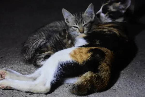 Katze Beim Stillen Ihrer Kätzchen Die Katzenmutter Säugt Ihre Kätzchen — Stockfoto