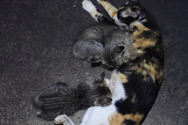 stock image Cat breastfeeding her kittens. The mother cat suckles her kittens while lying down