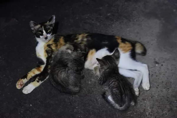 Kat Die Haar Kittens Borstvoeding Geeft Moeder Kat Zuigt Haar — Stockfoto