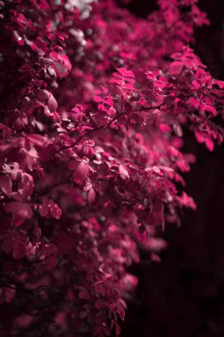 Gül çalısı viva morumsu rengi