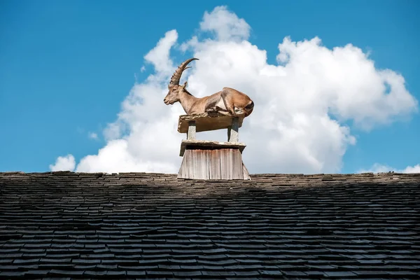 Ibex Alpejski Kozy Długimi Rogami Okonie Dachach Domów — Zdjęcie stockowe