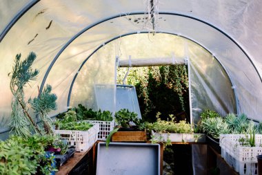 Küçük plastik bir seranın içinde, aromatik bitkiler var..